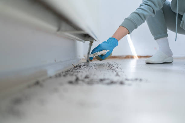 Best Ant Control Services  in Commercial Point, OH